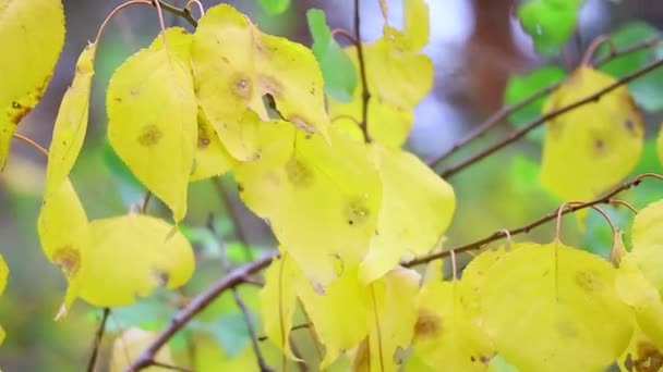 Frunzele Toamnă Copac Ultimele Frunze Colorate Toamnă Frunze Uscate — Videoclip de stoc