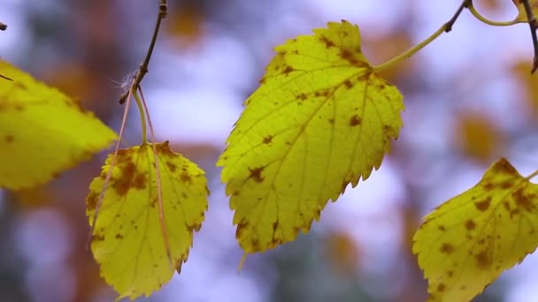 Осенние Листья Дереве Последние Цветные Осенние Листья Сухие Листья — стоковое видео