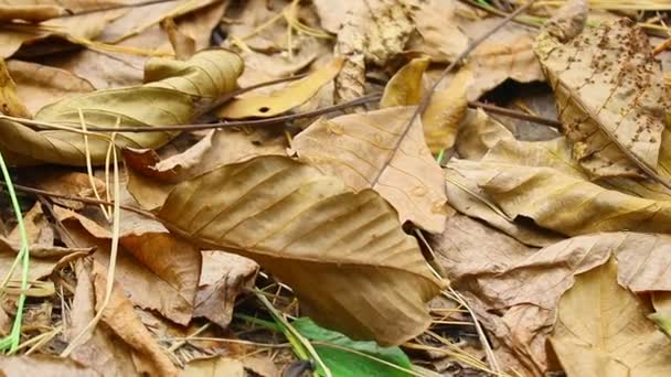 Foglie Autunno Albero Ultime Foglie Colorate Autunno Foglie Secche — Video Stock