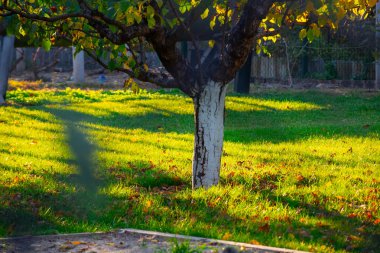 Bahçedeki güzel ağaçlar. Çimler ve ağaçlar. Bahçedeki çimenlikte sonbahar yaprakları.