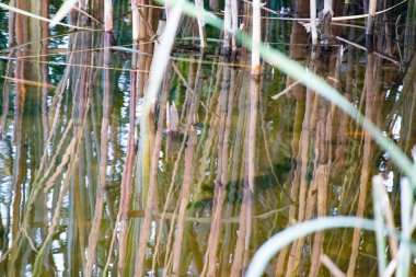 Suyun içinde sazlık sapları. yeşil nehir sazlıkları