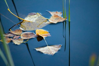 Kuru sonbahar yaprakları suda.