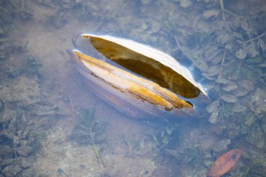 Nehir midyesi kabukları. Kıyıda yumuşakça kabuklar.