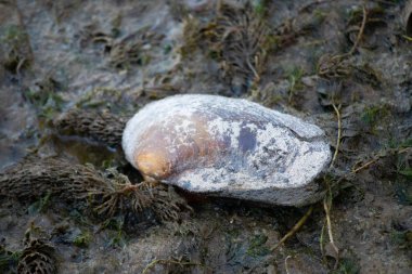 Nehir midyesi kabukları. Kıyıda yumuşakça kabuklar.