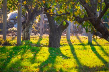 Bahçedeki güzel ağaçlar. Çimler ve ağaçlar. Bahçedeki çimenlikte sonbahar yaprakları.