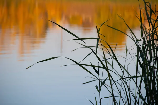 Tallos Cañas Agua Cañas Río Verde — Foto de Stock