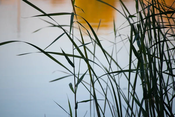 Tallos Cañas Agua Cañas Río Verde — Foto de Stock