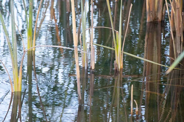 Tallos Cañas Agua Cañas Río Verde — Foto de Stock