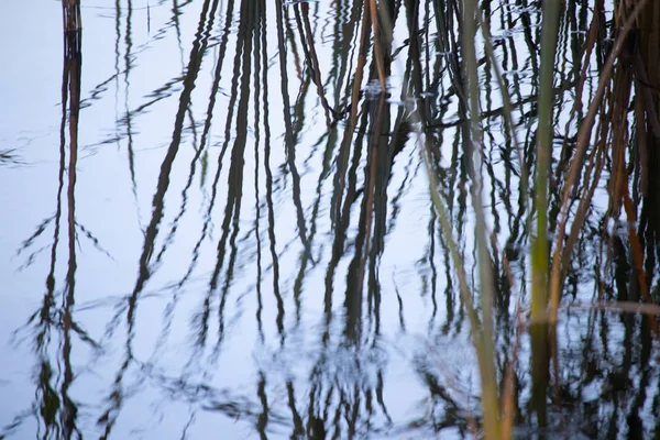 Tallos Cañas Agua Cañas Río Verde — Foto de Stock