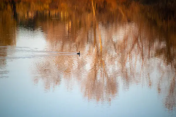 Pato Água Pássaro Nada Lago — Fotografia de Stock