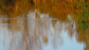 Ördek suda yüzüyor. Göldeki kuş. Sudaki yansıma. Nehirde sonbahar.