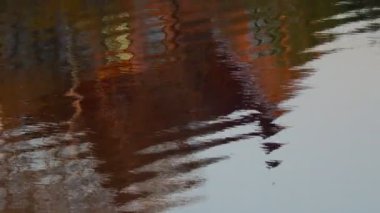 Sudaki ağaçların yansıması. Sudaki dalgalanmalar. Nehirdeki parlak yansıma.