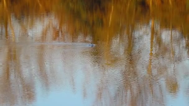 アヒルは水の中で泳ぐ湖の鳥だ水の中の反射川の秋 — ストック動画
