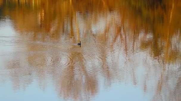 Kaczka Pływa Wodzie Ptak Jeziorze Odbicie Wodzie Jesień Nad Rzeką — Wideo stockowe