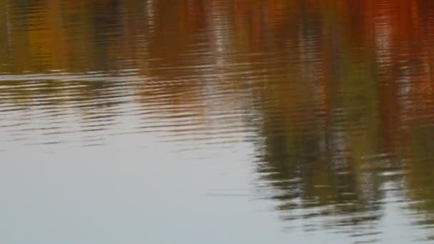 Reflejo Los Árboles Agua Ondas Agua Reflejo Brillante Río — Vídeos de Stock