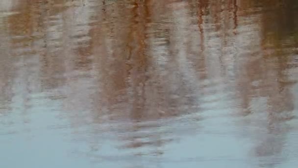 Reflexão Árvores Água Ondulações Água Reflexão Brilhante Rio — Vídeo de Stock