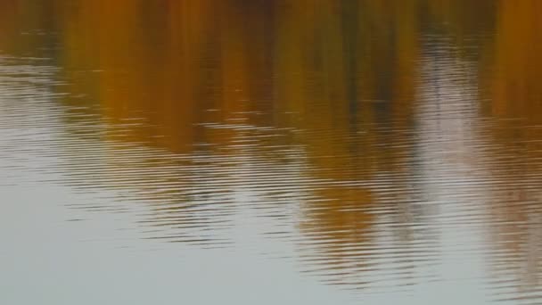 ภาพสะท อนของต นไม ในน นในน แสงสะท อนในแม — วีดีโอสต็อก