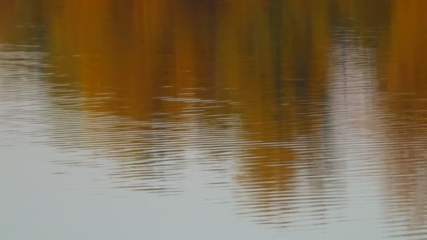 Reflexion Der Bäume Wasser Wellen Wasser Helles Spiegelbild Fluss — Stockvideo