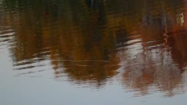 ภาพสะท อนของต นไม ในน นในน แสงสะท อนในแม — วีดีโอสต็อก