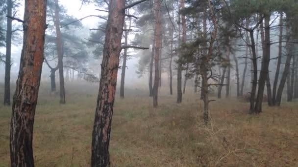 Mist Het Bos Grijs Eng Bos — Stockvideo