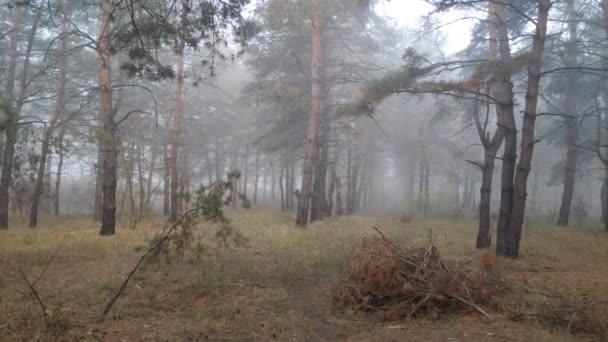 森の中の霧灰色の恐ろしい森 — ストック動画