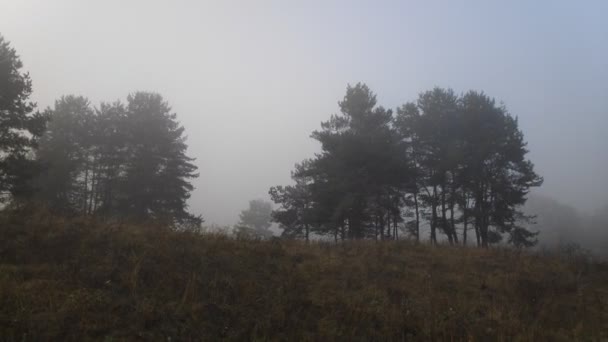 Туман Лесу Серый Страшный Лес — стоковое видео