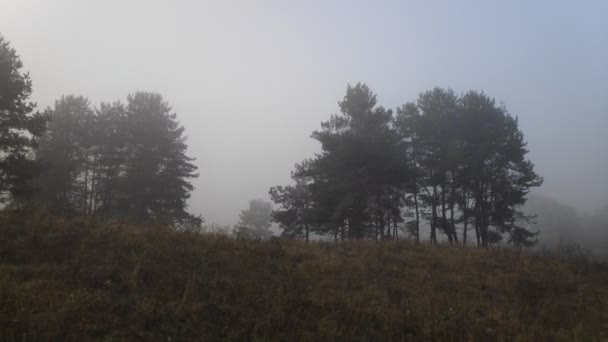 Nebbia Nella Foresta Foresta Grigia Spaventosa — Video Stock