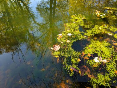 Sudaki yansıma çok güzel. Sudaki yeşil bitkiler. Doğal duvar kağıdı.