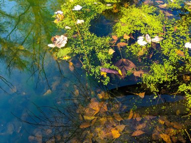 Sudaki yansıma çok güzel. Sudaki yeşil bitkiler. Doğal duvar kağıdı.