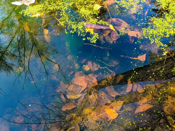 Schöne Reflexion Wasser Grüne Pflanzen Wasser Naturtapete — Stockfoto