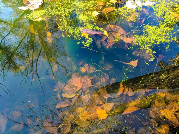 Schöne Reflexion Wasser Grüne Pflanzen Wasser Naturtapete — Stockfoto