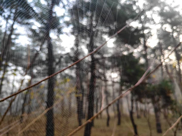 Dun Mooi Web Spinnenweb Tussen Bomen — Stockfoto