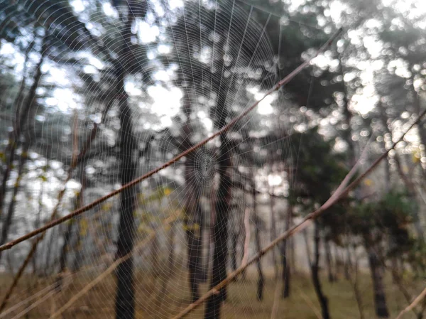 Dun Mooi Web Spinnenweb Tussen Bomen — Stockfoto