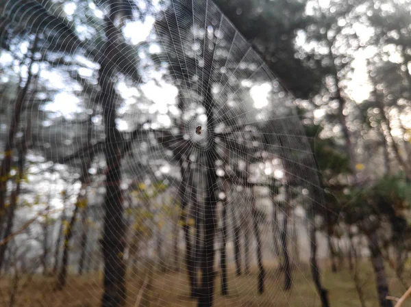 Dünnes Schönes Netz Spinnennetz Zwischen Bäumen — Stockfoto