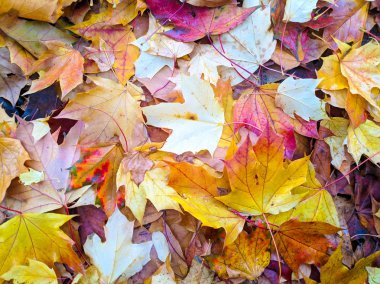 Birçok renkli sonbahar yaprakları. sarı ve kırmızı yapraklar