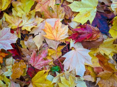 Birçok renkli sonbahar yaprakları. sarı ve kırmızı yapraklar