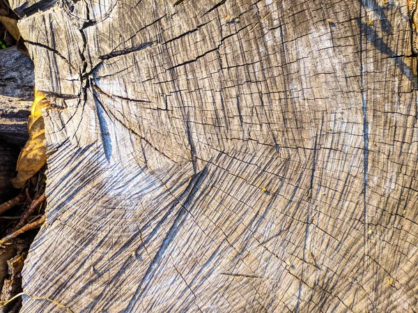 Текстура Натурального Дерева Тріщини Дереві — стокове фото