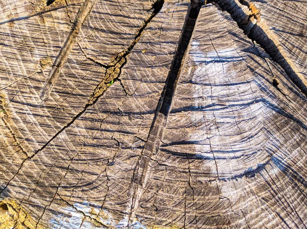 Natural Wood Texture Cracks Tree — Stock Photo, Image