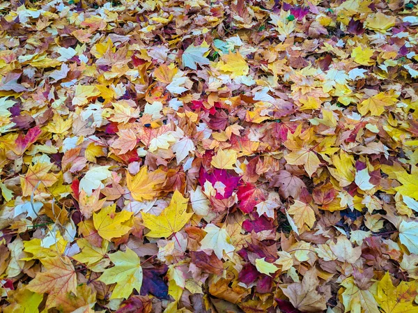 Wiele Kolorowych Jesiennych Liści Liście Żółte Czerwone — Zdjęcie stockowe