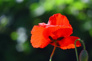 Güzel kırmızı gelincikler. Rüzgarda haşhaş