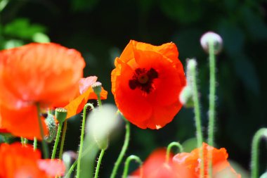 Güzel kırmızı gelincikler. Rüzgarda haşhaş