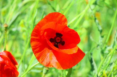 Güzel kırmızı gelincikler. Rüzgarda haşhaş