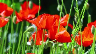 Güzel kırmızı gelincikler. Rüzgarda haşhaş