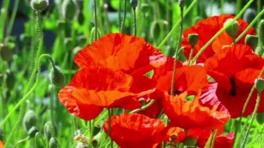 Güzel kırmızı gelincikler. Rüzgarda haşhaş