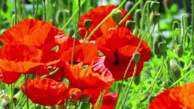 Güzel kırmızı gelincikler. Rüzgarda haşhaş