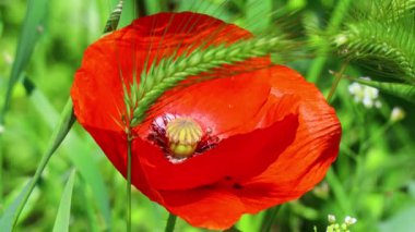 Güzel kırmızı gelincikler. Rüzgarda haşhaş