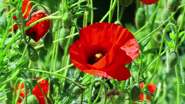 Beaux Coquelicots Rouges Coquelicots Dans Vent — Video