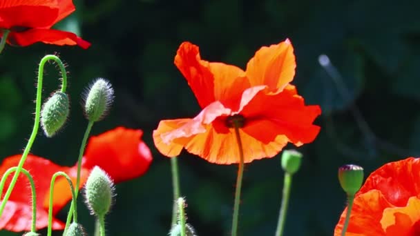 Hermosas Amapolas Rojas Amapolas Viento — Vídeo de stock