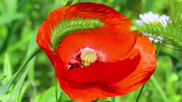 Beautiful Red Poppies Poppies Wind — Stock Video