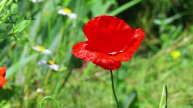 Güzel kırmızı gelincikler. Rüzgarda haşhaş